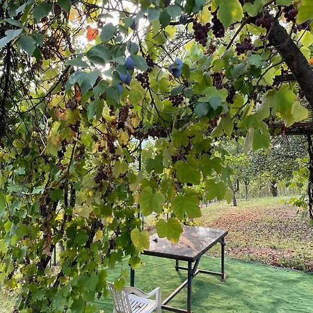 Alfareed الفريد *